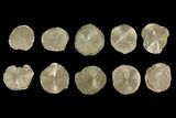 Lot: Pyrite Suns From Illinois - Pieces #92537-1